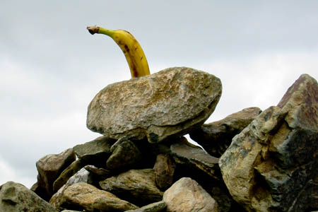 Bananas get everywhere: this one was on the summit cairn of Swirl How in the Lake District