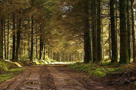 Bellever Forest, one of Devon's woodland areas. Photo: Derek Harper CC-BY-SA-2.0