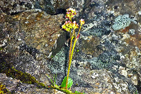 The first Alpine Saxifrage discovered on Ben Nevis. Photo: A Halewood The first Alpine Saxifrage discovered on Ben Nevis. Photo: A Halewood