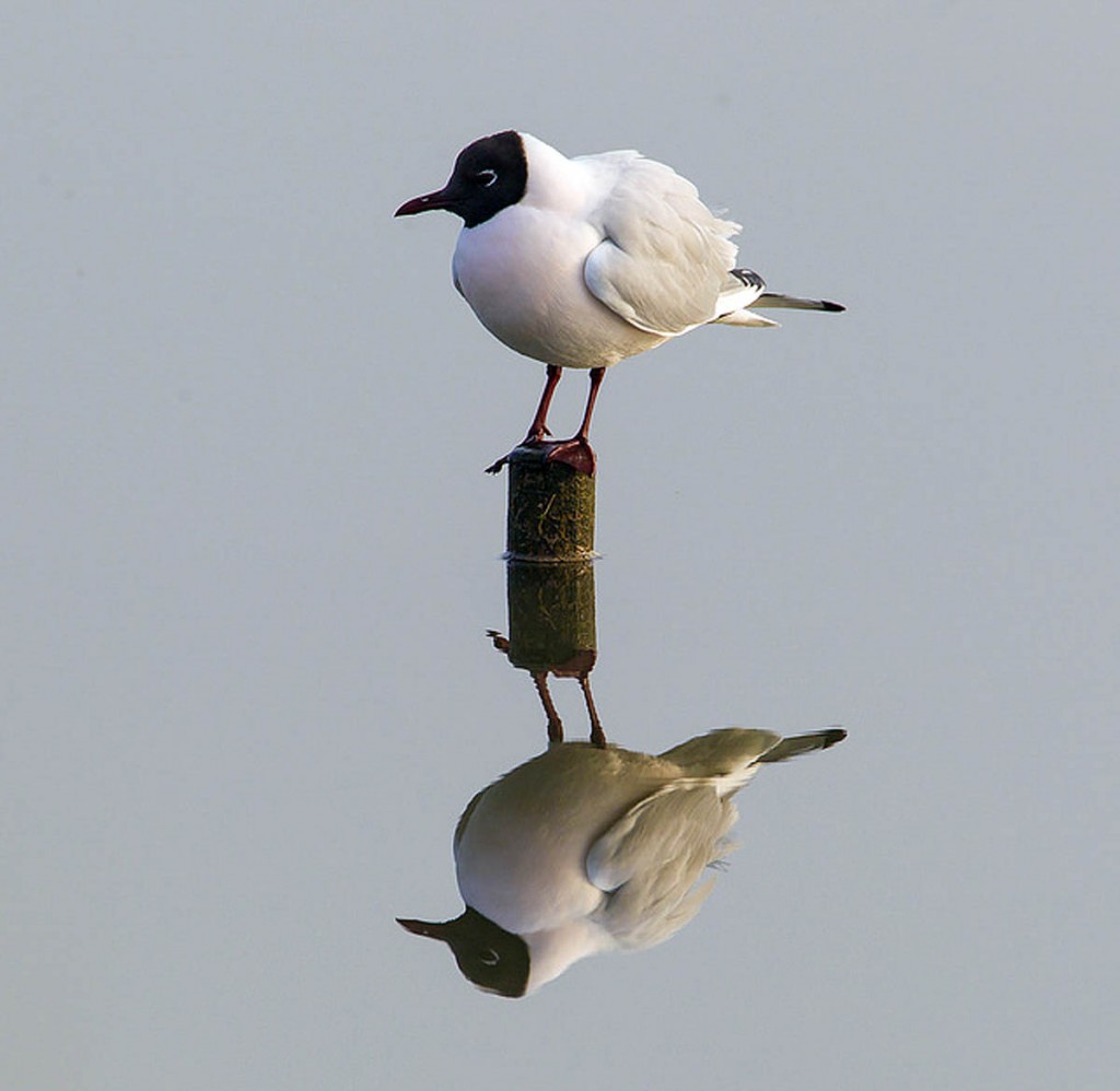 Black-headed gulls breed in the area Black-headed gulls breed in the area