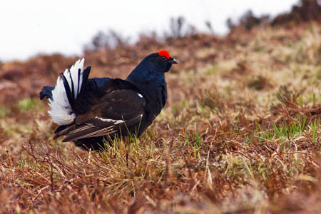 The project aims to boost black grouse numbers. Photo: Forestry Commission Scotland The project aims to boost black grouse numbers. Photo: Forestry Commission Scotland