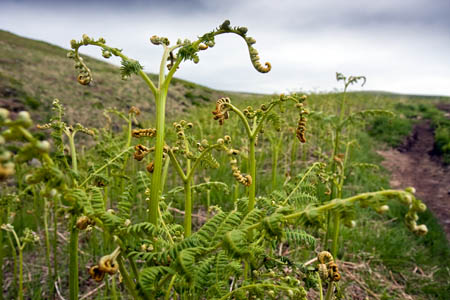 Young bracken shoots, which the MA says threaten to overrun grouse moors Young bracken shoots, which the MA says threaten to overrun grouse moors