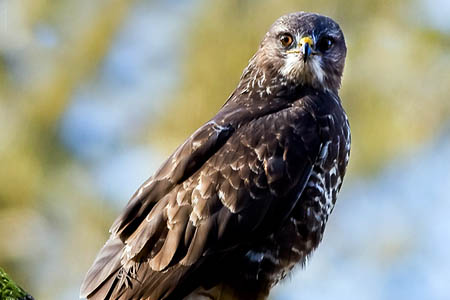 A buzzard. Photo: Mark Medcalf CC-BY-2.0 A buzzard. Photo: Mark Medcalf CC-BY-2.0