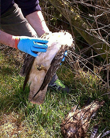 Tests showed the two birds had been poisoned. Photo: Devon and Cornwall Police