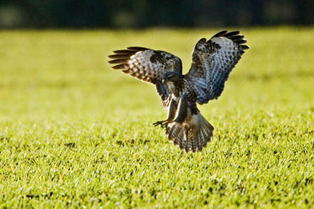 Defra planned to capture adult buzzards. Photo: Andy Hay/RSPB Defra planned to capture adult buzzards. Photo: Andy Hay/RSPB