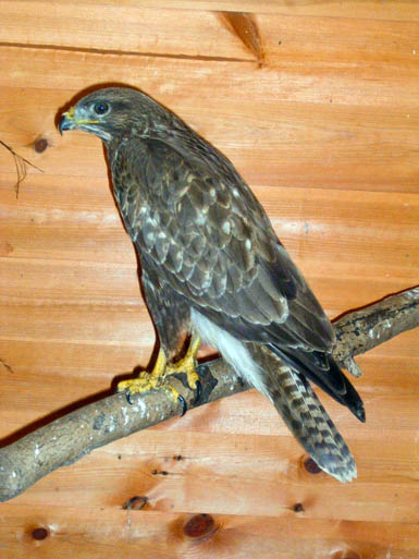 The buzzard that was nursed back to health after being shot The buzzard that was nursed back to health after being shot