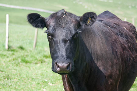 Walkers should take care around cattle, the Ramblers said Walkers should take care around cattle, the Ramblers said