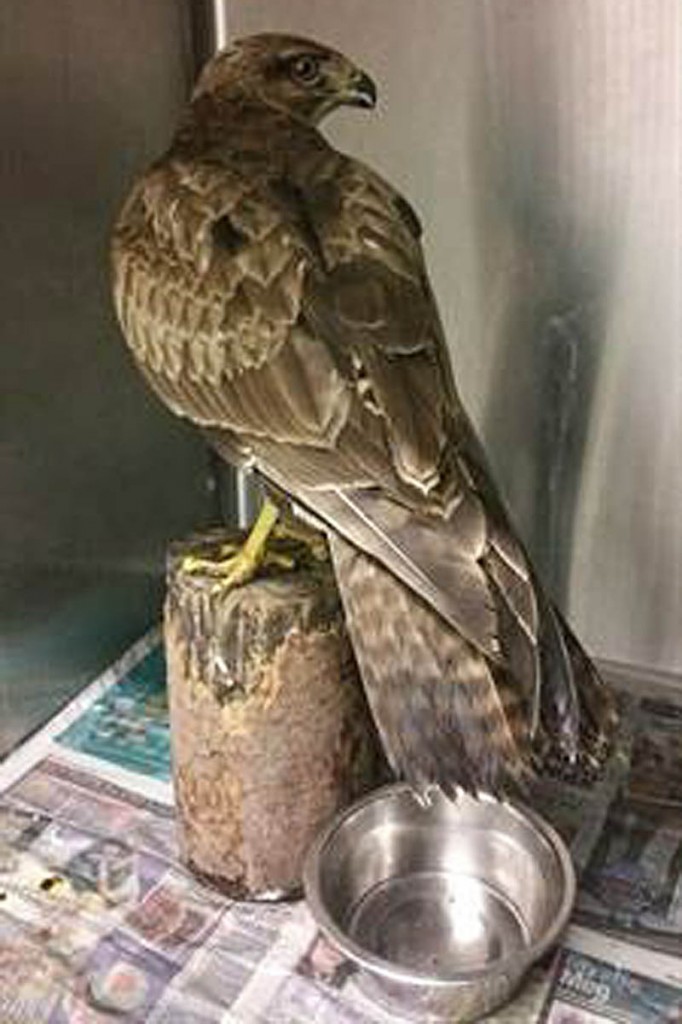 The buzzard is expected to be released back into the wild. Photo: Cumbria Constabulary The buzzard is expected to be released back into the wild. Photo: Cumbria Constabulary
