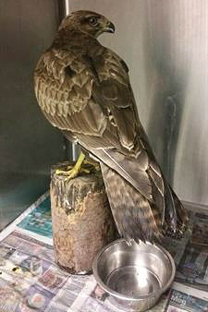 The buzzard is expected to be released back into the wild. Photo: Cumbria Constabulary