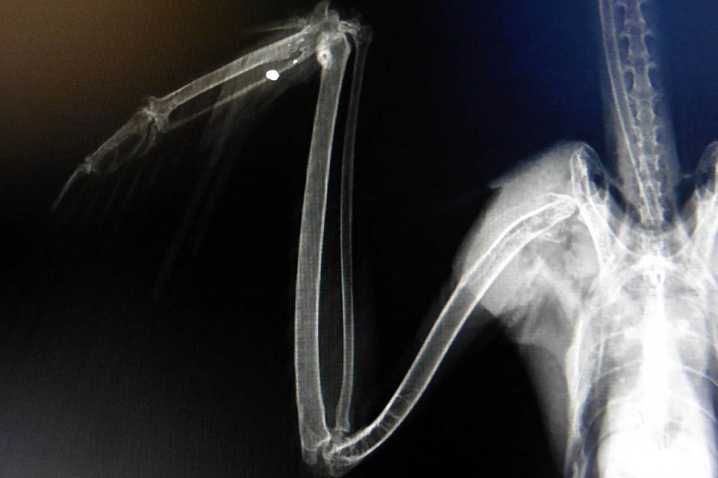 An x-ray of the bird revealed its wing had been shot. Photo: Cumbria Constabulary An x-ray of the bird revealed its wing had been shot. Photo: Cumbria Constabulary