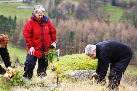 Volunteers plant junipers as part of the project Volunteers plant junipers as part of the project