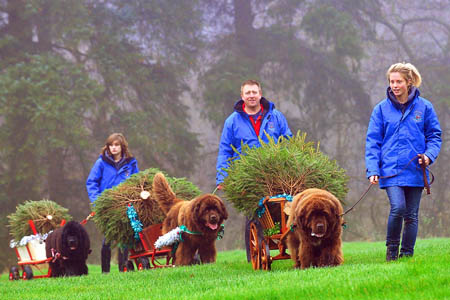 Dalby Forest Christmas tree service in exchange for a charity donation Dalby Forest Christmas tree service in exchange for a charity donation
