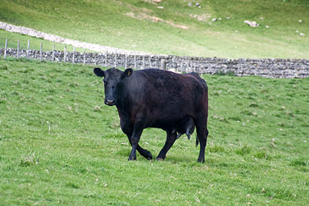 The fragrance of the Yorkshire Dales will be among the first offerings from Air Wick The fragrance of the Yorkshire Dales will be among the first offerings from Air Wick