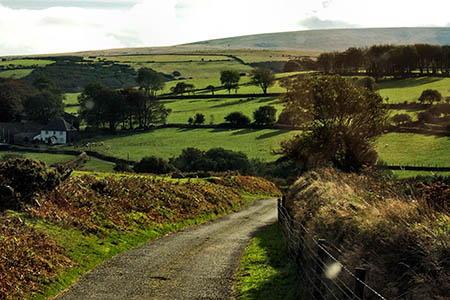 The body was found in Halstock Wood. Photo: Roger Roberts CC-BY-SA-2.0