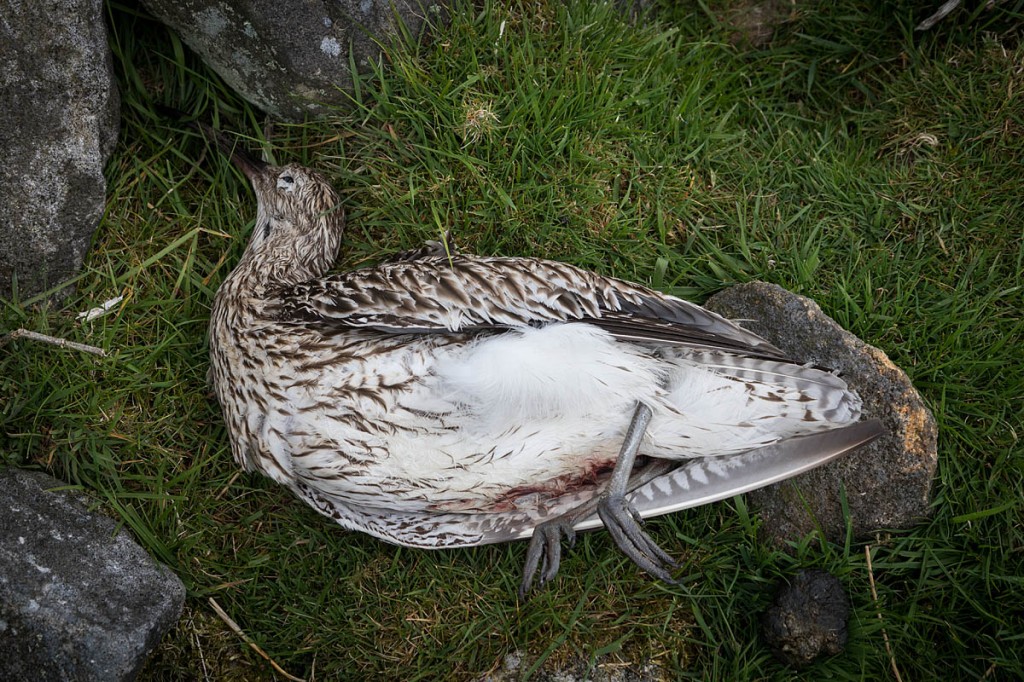 A dead curlew on the South Pennine moors