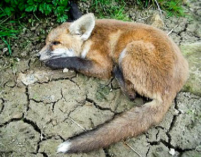 One of the dead fox cubs