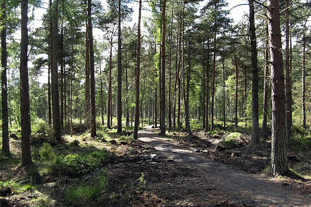 The discovery was made in Devilla Forest, near Kincardine. Photo: Richard Webb CC-BY-SA-2.0 The discovery was made in Devilla Forest, near Kincardine. Photo: Richard Webb CC-BY-SA-2.0