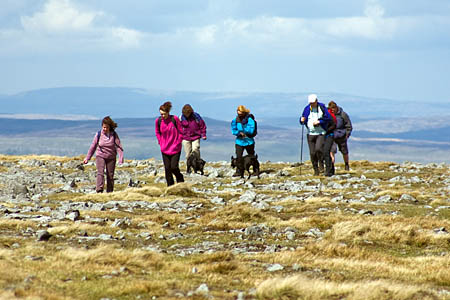 The national park authority says dog walkers should clean up their animals' mess The national park authority says dog walkers should clean up their animals' mess