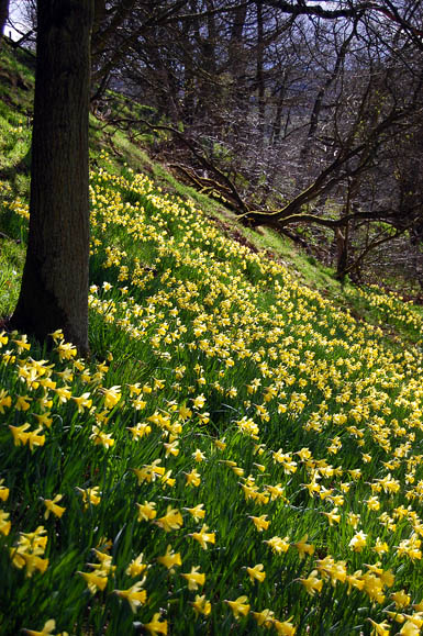 Daffodils in Farndale. Photo: James West CC-BY-SA-2.0