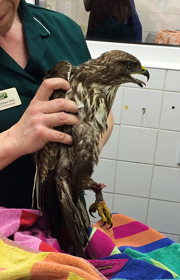 The buzzard found at Dunford Bridge that had to be put down. Photo: MickPrice The buzzard found at Dunford Bridge that had to be put down. Photo: MickPrice