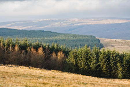 Much of England's forest land will be sold to private owners Much of England's forest land will be sold to private owners