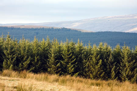 Public access to England's forests is more important than who owns them, say the Ramblers