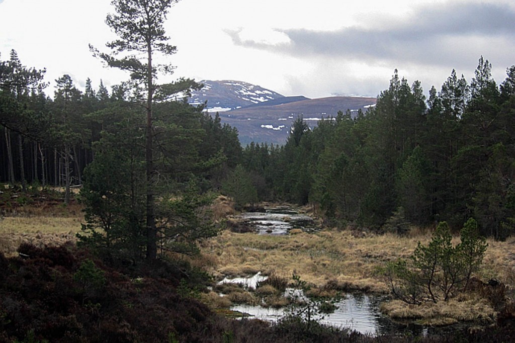 The couple set out for a walk from Glenmore, near Aviemore. Photo: Richard Webb CC-BY-SA-2.0