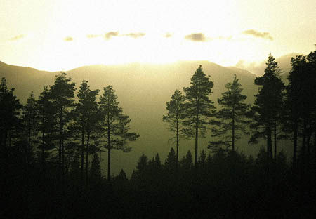 Grizedale Forest. Photo: Tim Snell CC-BY-ND-2.0 Grizedale Forest. Photo: Tim Snell CC-BY-ND-2.0
