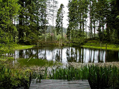 Juniper Tarn, Grizedale Forest. Photo: Barry CC-BY-SA-2.0 Juniper Tarn, Grizedale Forest. Photo: Barry CC-BY-SA-2.0