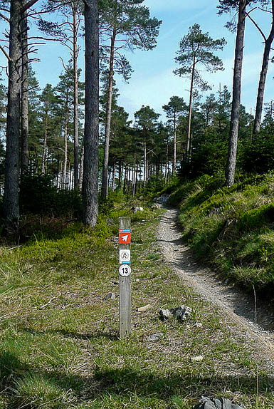 The woman was injured while mountain biking in Grizedale Forest. Photo: Graham Horn CC-BY-SA-2.0 A cycle trail in Grizedale Forest. Photo: Graham Horn CC-BY-SA-2.0