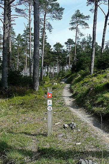 The rider was rescued after falling off his bike in Grizedale Forest. Photo: Graham Horn CC-BY-SA-2.0