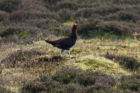 Grouse shooting provides big money for some estates Grouse shooting provides big money for some estates