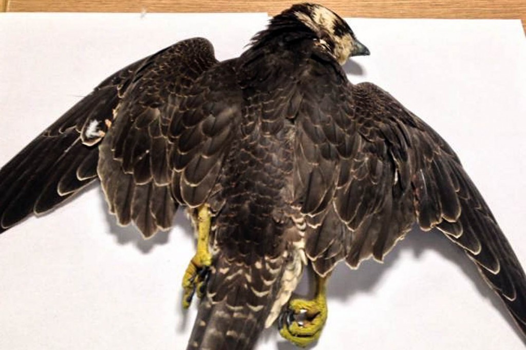 The dead peregrine falcon was discovered north of Hebden