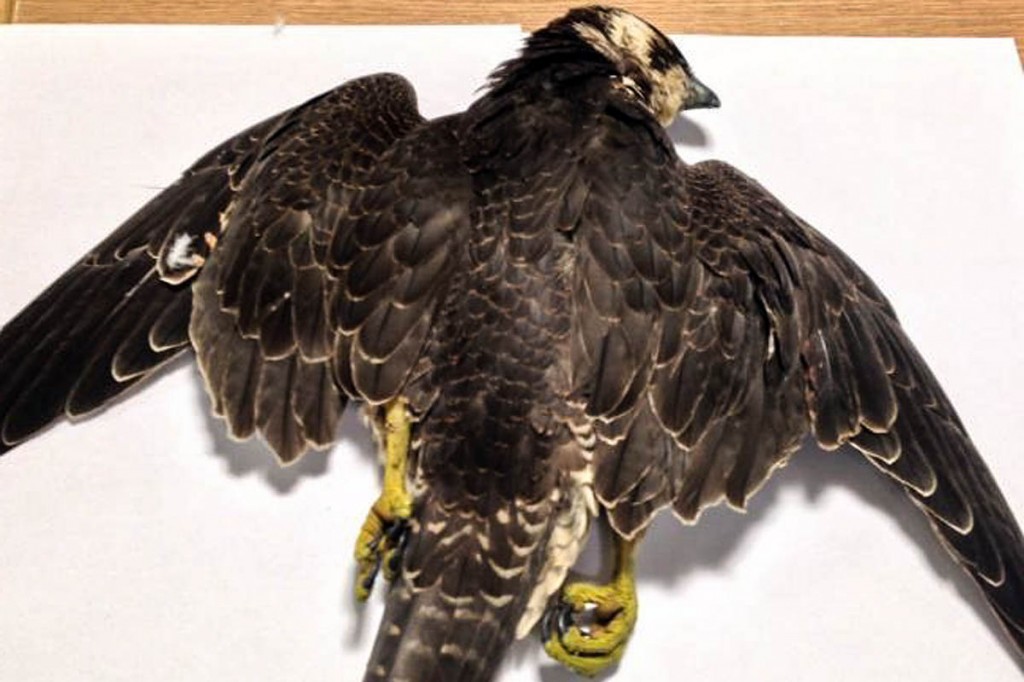 The dead peregrine falcon was discovered north of Hebden The dead peregrine falcon was discovered north of Hebden
