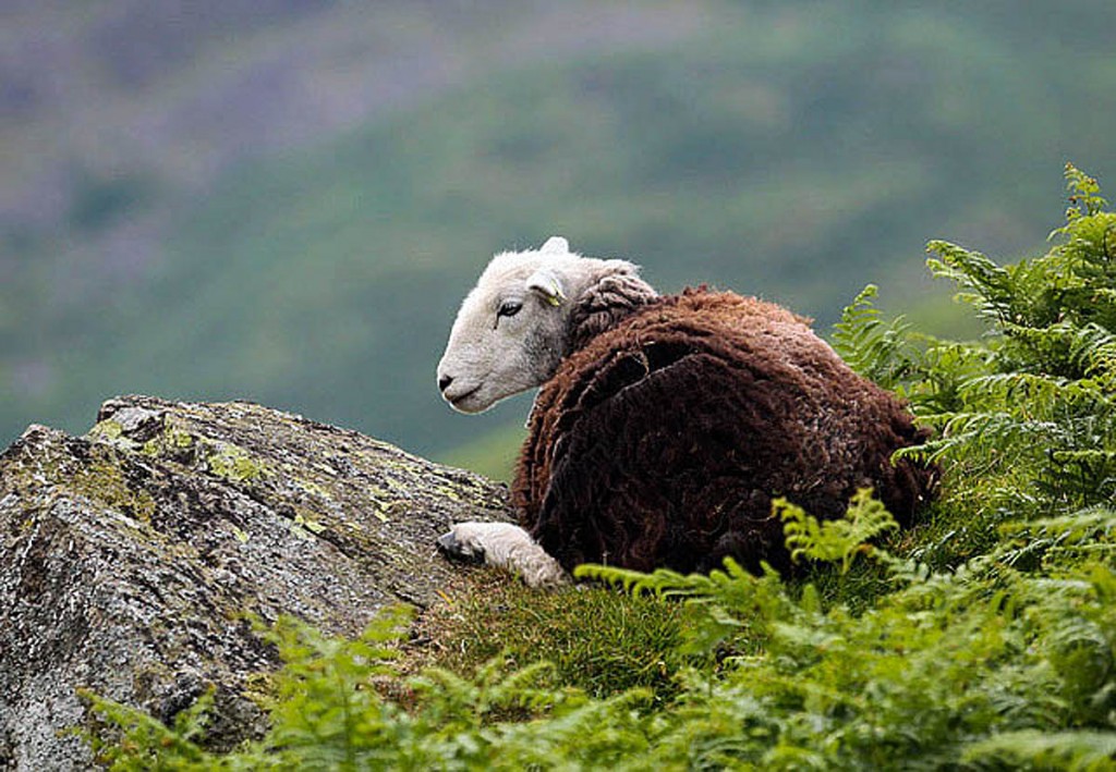 The 'wild animals' turned out to be herdwick sheep. Photo: Photo: Walter Baxter CC-BY-SA-2.0 The 'wild animals' turned out to be herdwick sheep