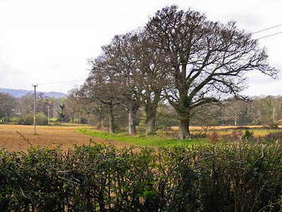 Horncroft Common, site of the proposed sand pit. Photo: Shazz CC-BY-SA-2.0