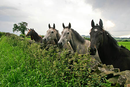 Lowland Leaders will need to know how to deal with hazards encountered in the countryside Lowland Leaders will need to know how to deal with hazards encountered in the countryside