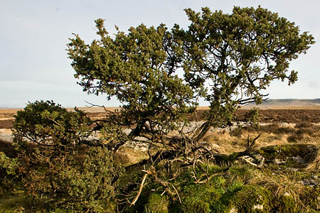 Juniper Juniper