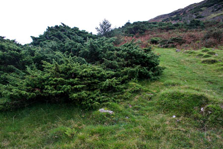 Juniper on the path to Green Crag in Eskdale. Photo: Derek Cockell Juniper on the path to Green Crag in Eskdale. Photo: Derek Cockell