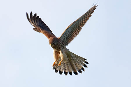 Kestels are protected by law. Photo: Andreas Trepte CC-BY-SA-2.5 Kestels are protected by law. Photo: Andreas Trepte CC-BY-SA-2.5