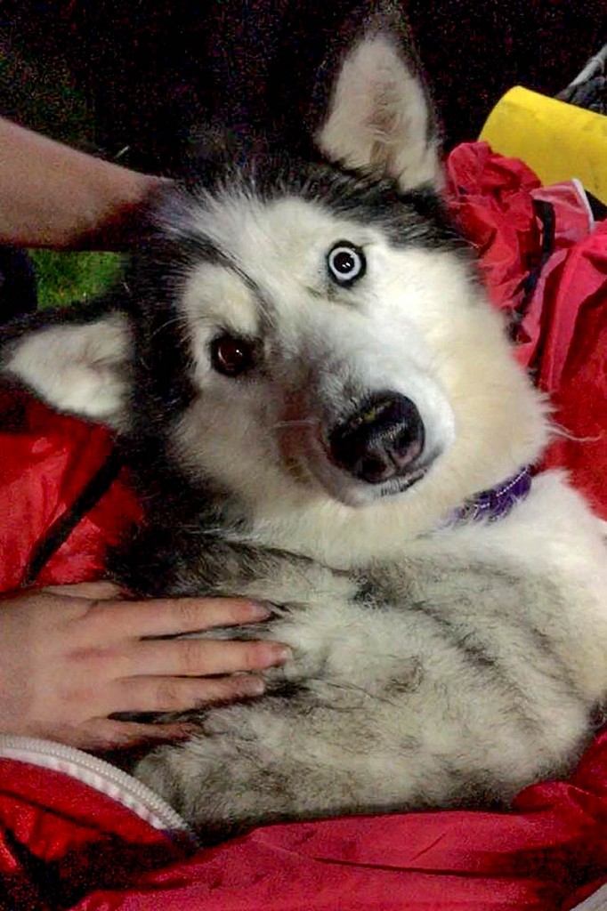 The dog refused to continue its descent of the mountain. Photo: Keswick MRT The dog refused to continue its descent of the mountain. Photo: Keswick MRT