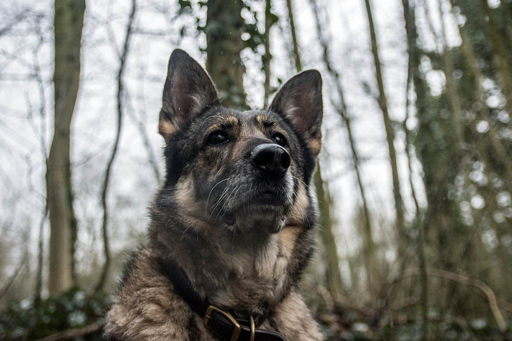 The appeal aims to raise £5,000 for Dolly's treatment 'because she's worth it'. Photo: Kinder MRT The appeal aims to raise £5,000 for Dolly's treatment 'because she's worth it'. Photo: Kinder MRT