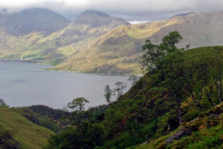 Regenerating woodland on the John Muir Trust's Li & Coire Dhorrcail property Regenerating woodland on the John Muir Trust's Li & Coire Dhorrcail property