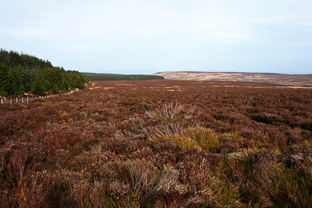 Griffiths claimed to have injured his ankle on Llandegla Moor. Photo: Espresso Addict CC-BY-SA-2.0