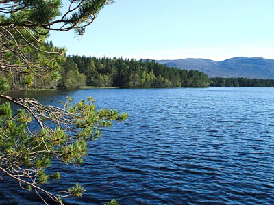 The route passes close to Loch Garten. Photo: Dave Conner CC-BY-2.0