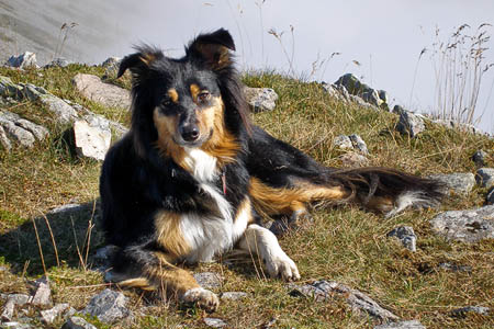 Molly the collie's owner Anne Butler reckons she will be the first canine completer of the corbetts Molly the collie's owner Anne Butler reckons she will be the first canine completer of the corbetts