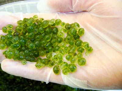 The beads of propgated sphagnum moss