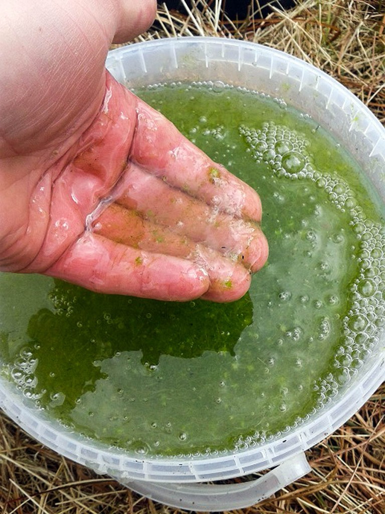 The green slime, SoluMoss, that will be used in the trials The green slime, SoluMoss, that will be used in the trials