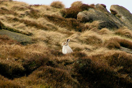 A mountan hare on Kinder Scout