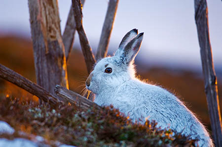 Hillwalkers need to wise up before haring up the mountain. Photo: Lorne Gill/SNH Hillwalkers need to wise up before haring up the mountain. Photo: Lorne Gill/SNH